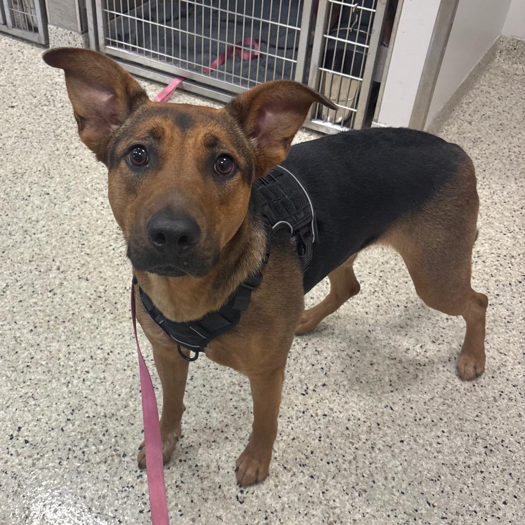 Marigold, a Adoptable mixed breed in Nashville, IN image 5/6