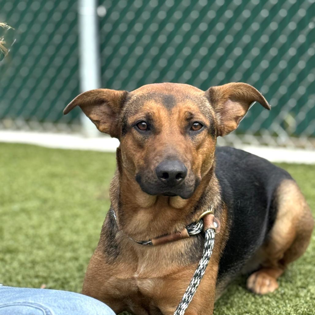 Marigold, a Adoptable mixed breed in Nashville, IN image 6/6