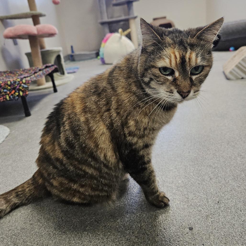Enlarge Aisle, a Adoptable Domestic Short Hair in Gainesville, FL image 1/4