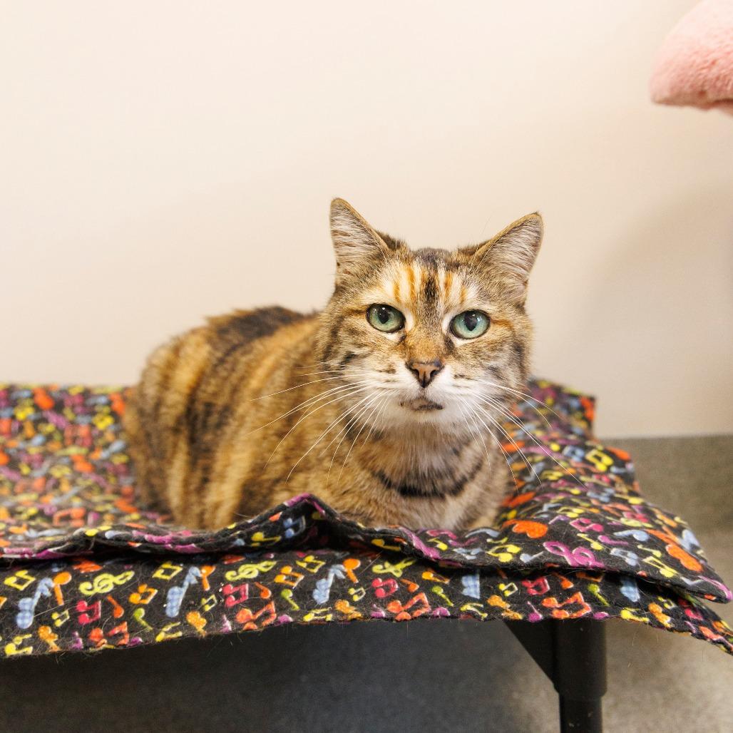 Enlarge Aisle, a Adoptable Domestic Short Hair in Gainesville, FL image 2/4