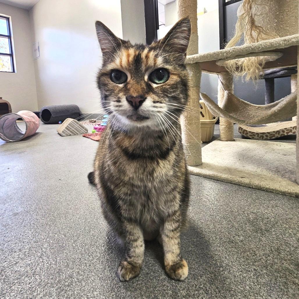 Enlarge Aisle, a Adoptable Domestic Short Hair in Gainesville, FL image 3/4