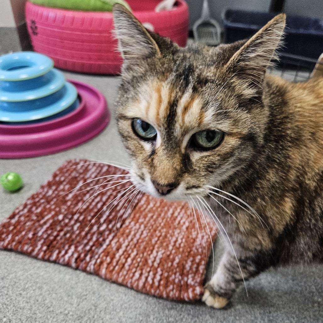 Enlarge Aisle, a Adoptable Domestic Short Hair in Gainesville, FL image 4/4
