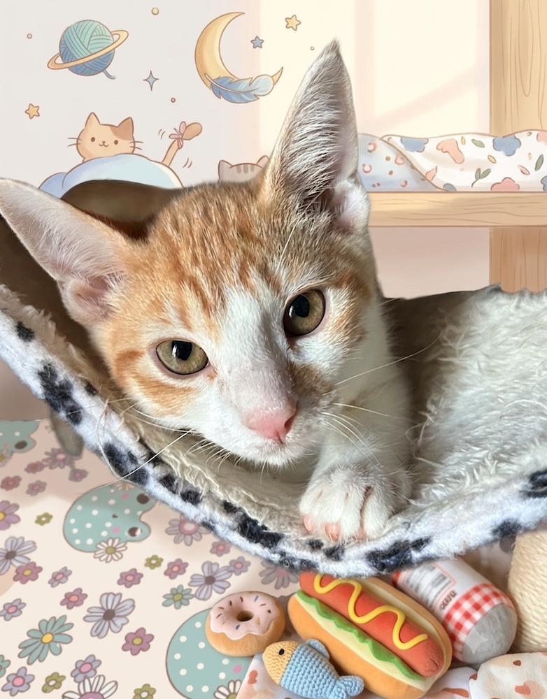 ColbyjackQ, Adoptable, Kitten Male Tabby & Domestic Short Hair.