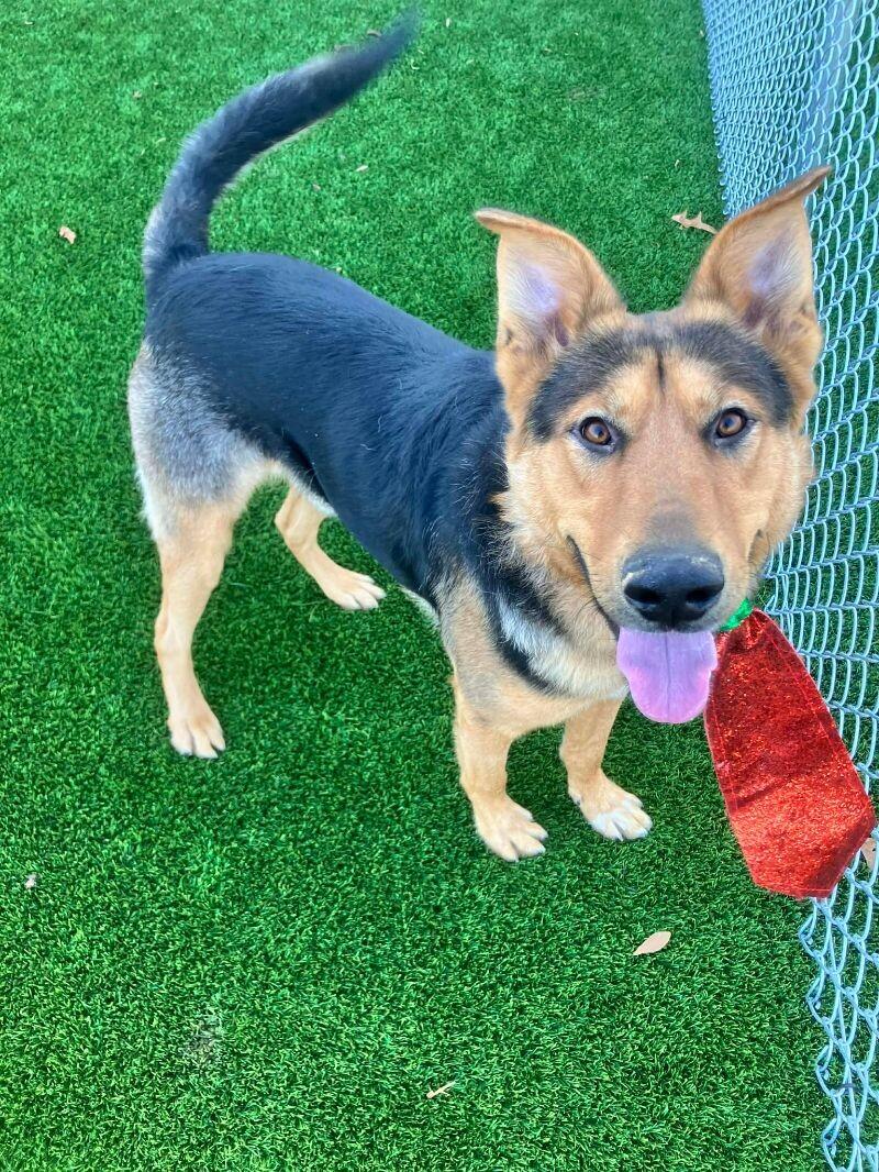 Beethoven, a Adoptable German Shepherd Dog in Jackson, TN image 1/2
