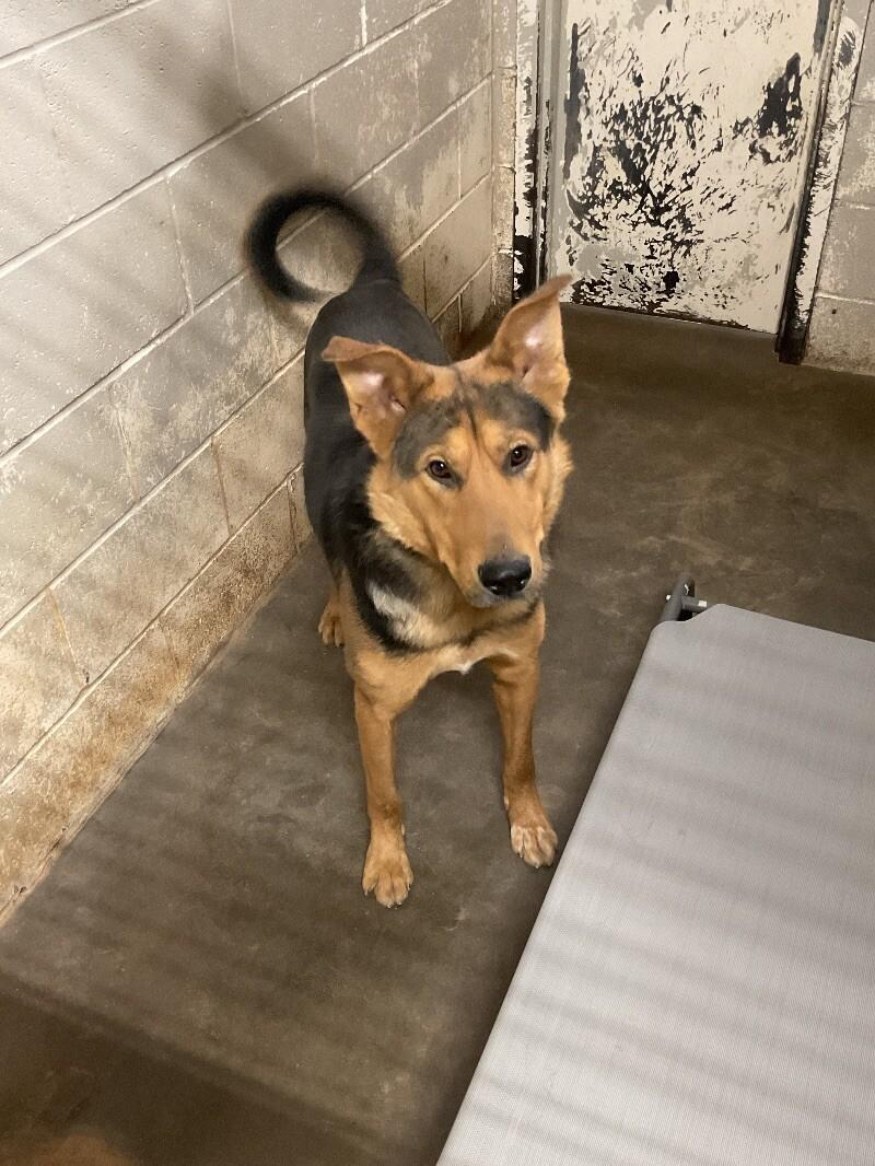 Beethoven, a Adoptable German Shepherd Dog in Jackson, TN image 2/2