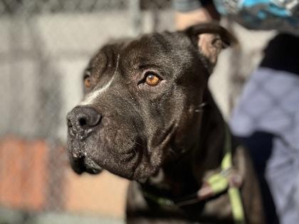 Enlarge Ghost**, a Adoptable mixed breed in San Marcos, TX image 2/3