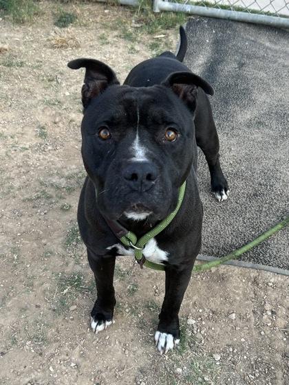 Ghost**, Adoptable, Adult Male Pit Bull Terrier & Mixed Breed.