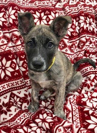 **CARLTON**, Adoptable, Puppy Male Australian Cattle Dog / Blue Heeler.