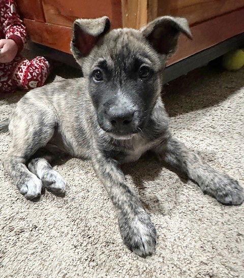 Enlarge **CARLTON**, a Adoptable Australian Cattle Dog / Blue Heeler in North Prairie, WI image 2/2