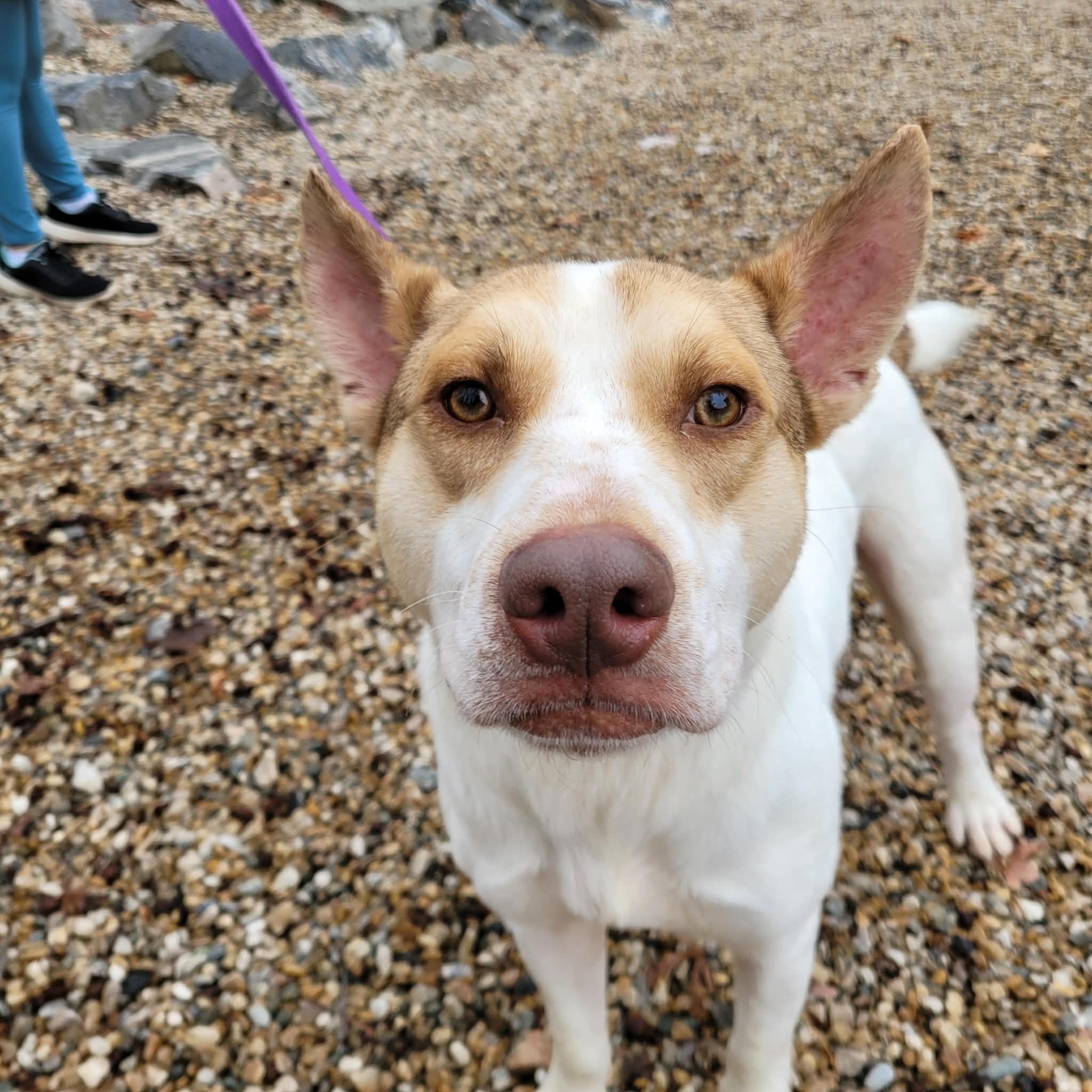 Jett, a ADOPTABLE mixed breed in Middlebury, CT image 3/3
