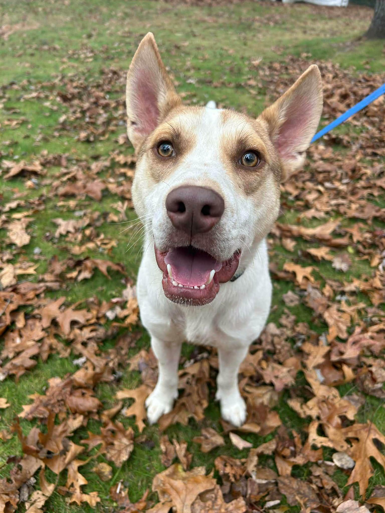 Jett, a ADOPTABLE mixed breed in Middlebury, CT image 1/3