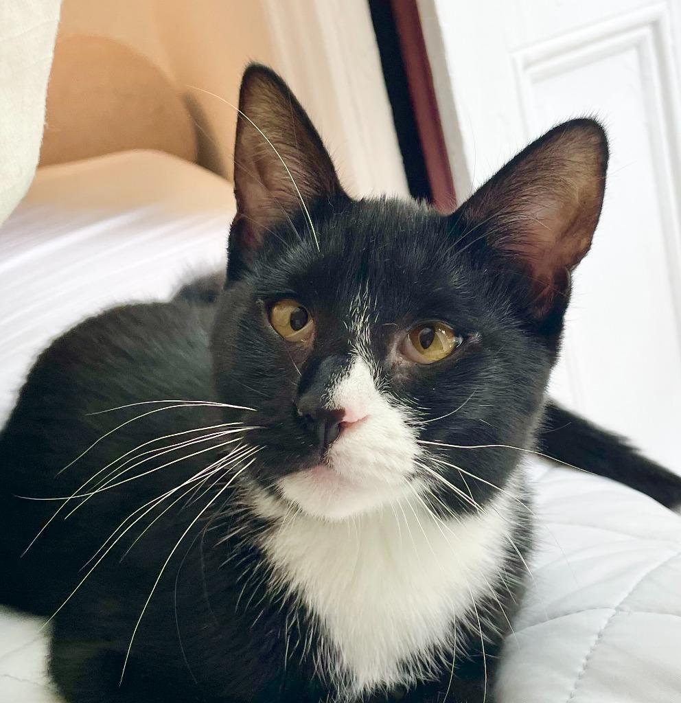 Enlarge Basil, a Adopted mixed breed in Brooklyn, NY image 1/1