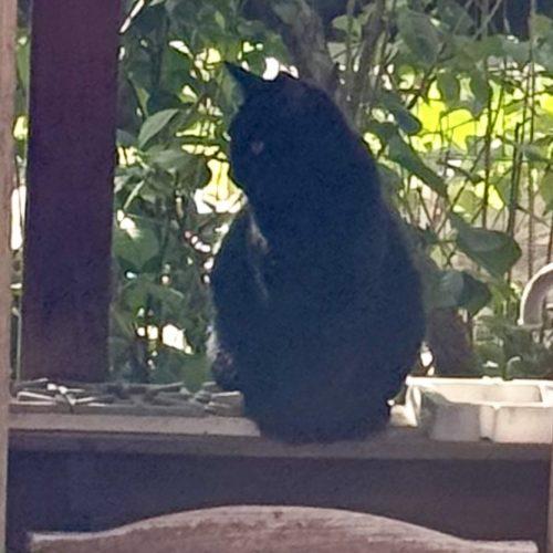 Enlarge Fred, a Adoptable Domestic Short Hair in Seven Valleys, PA image 1/3