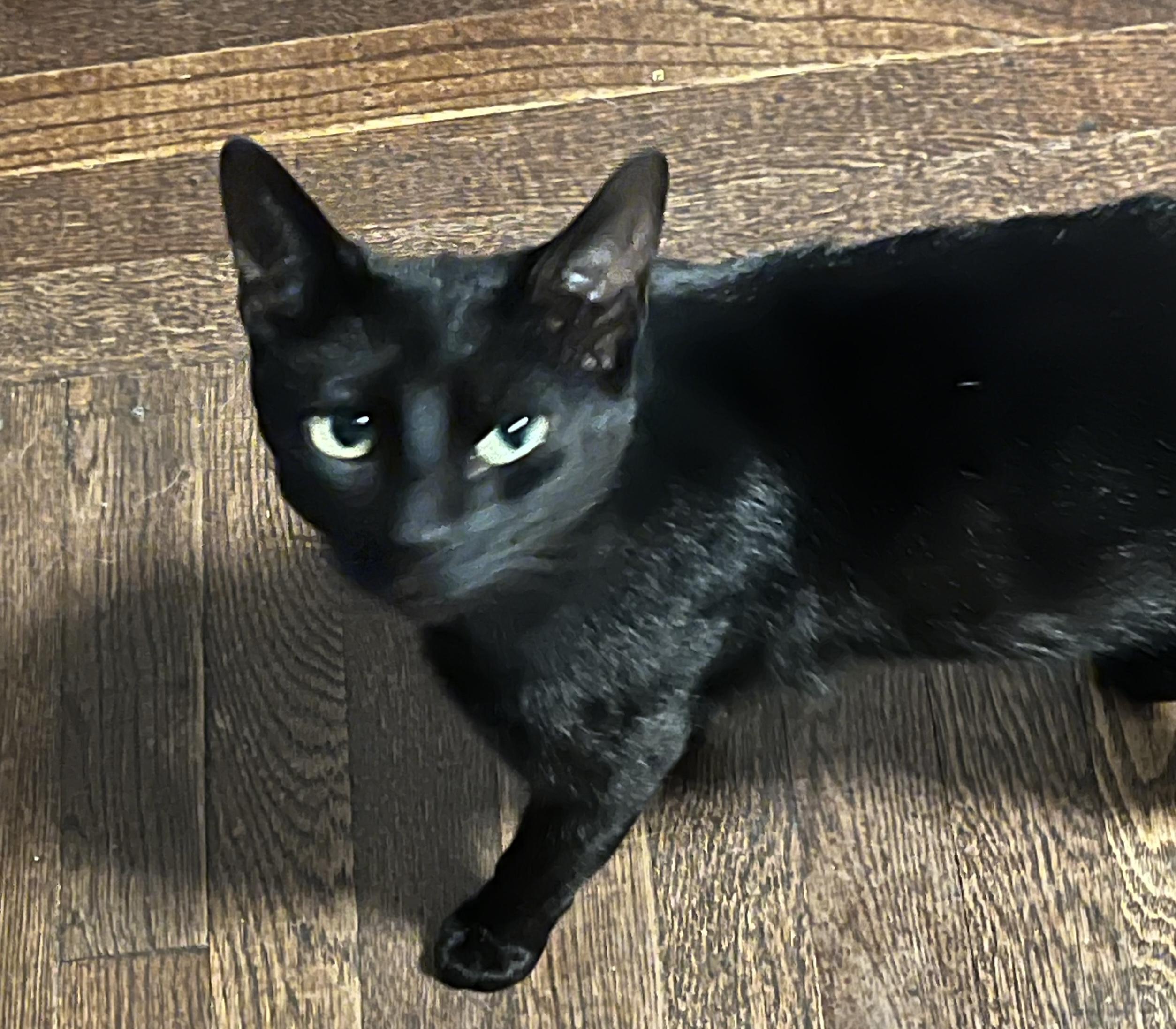 Enlarge Fred, a Adoptable Domestic Short Hair in Seven Valleys, PA image 2/3