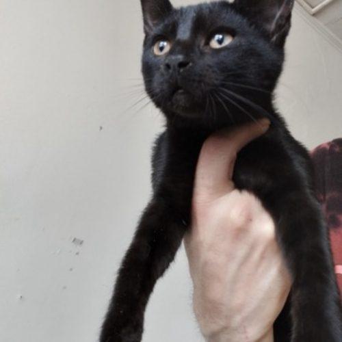 Enlarge Fred, a Adoptable Domestic Short Hair in Seven Valleys, PA image 3/3