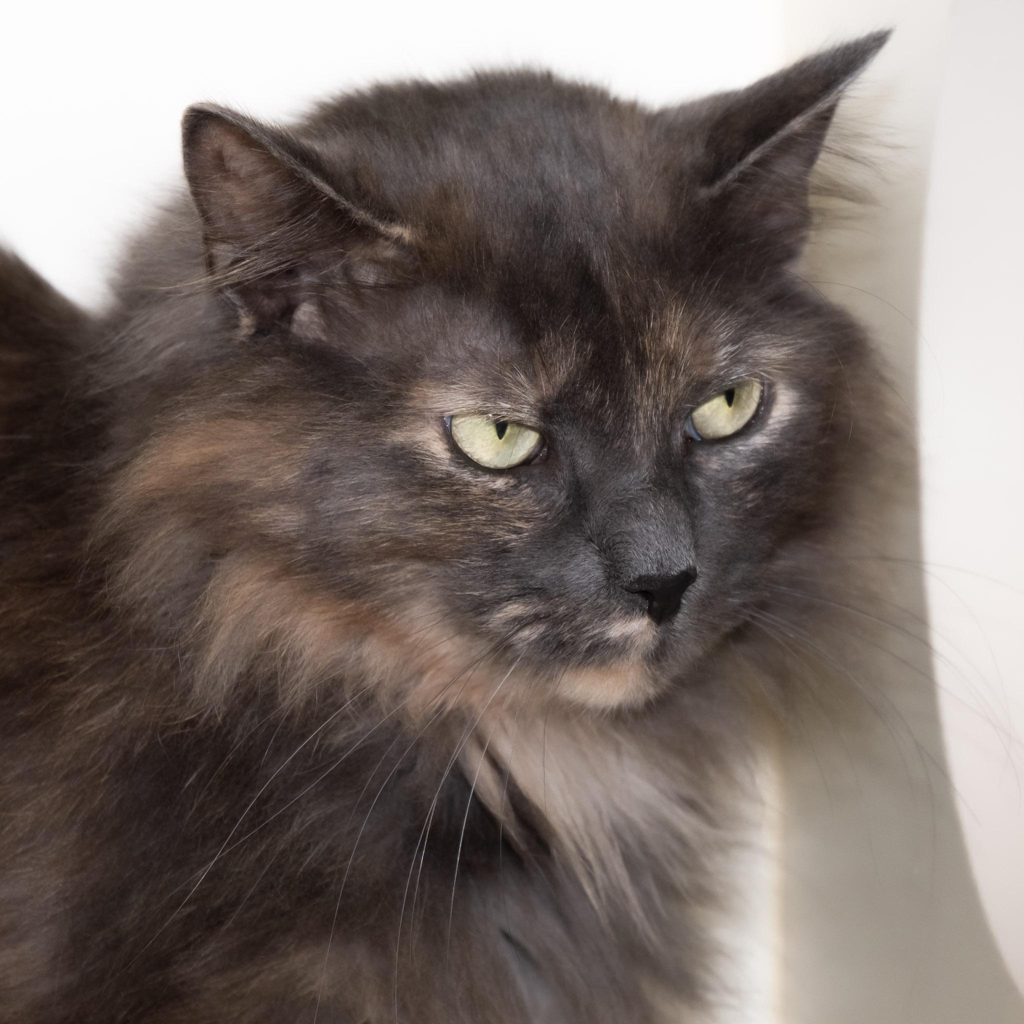 Enlarge Buttercup, a ADOPTABLE Domestic Long Hair in Victor, NY image 5/6