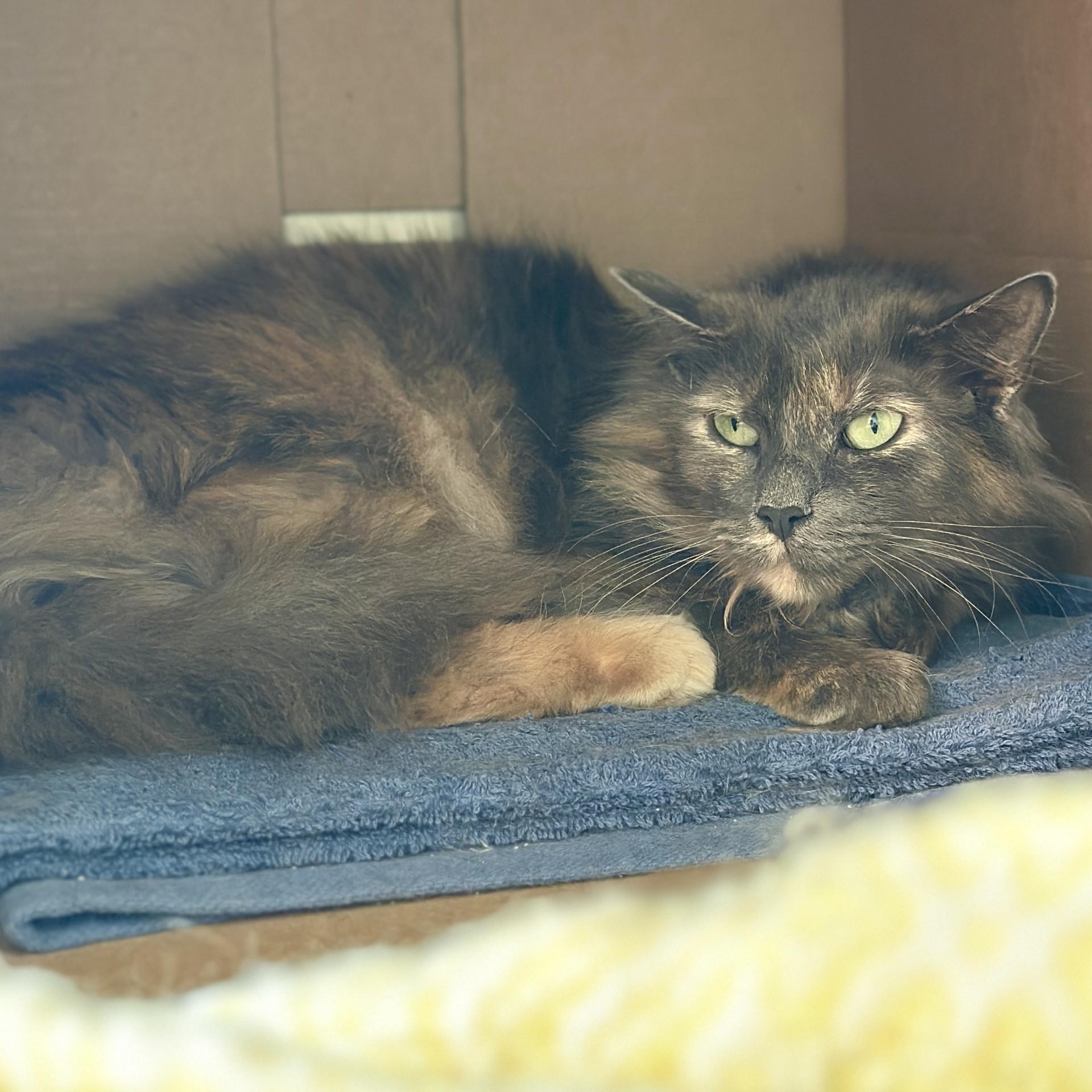 Enlarge Buttercup, a ADOPTABLE Domestic Long Hair in Victor, NY image 2/5