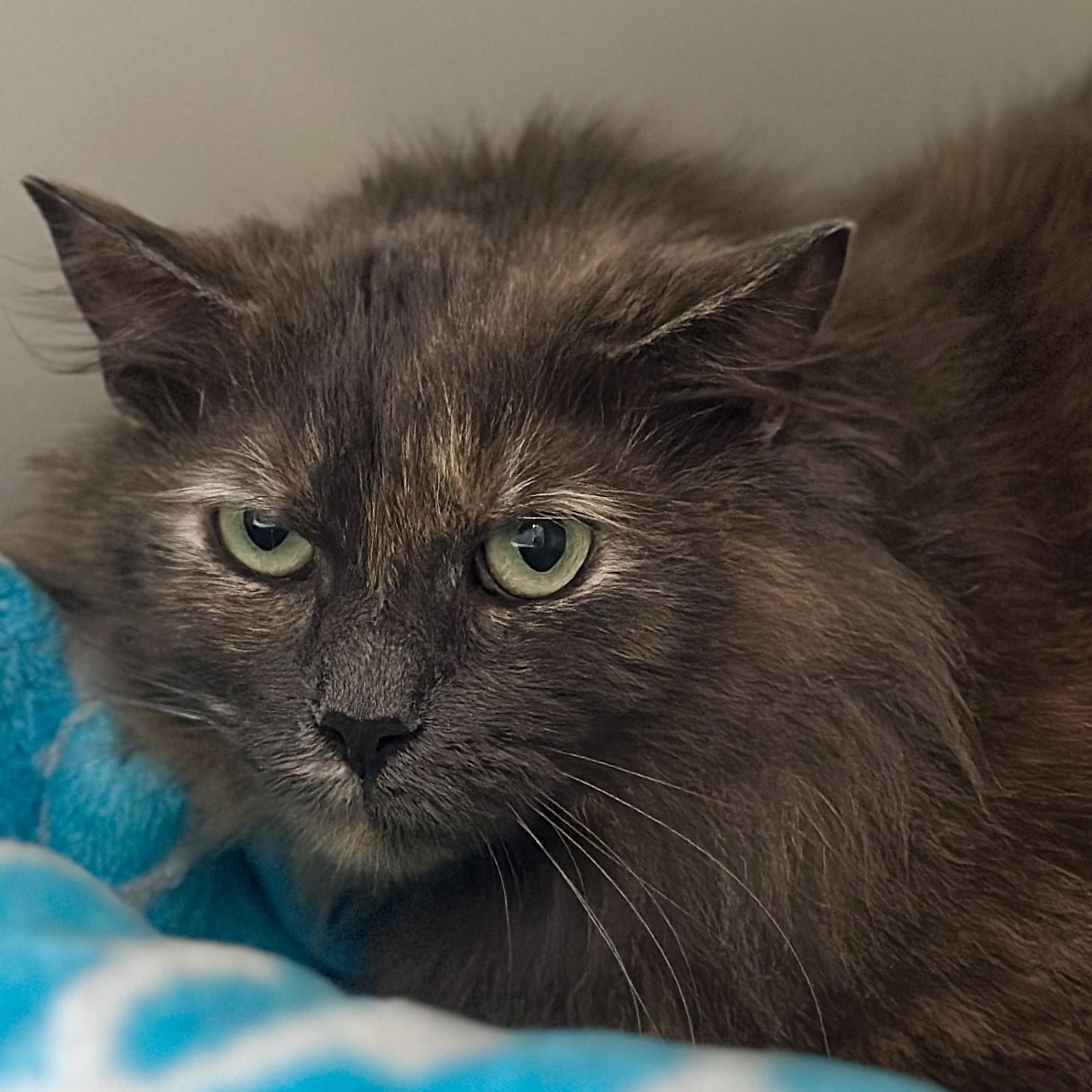 Buttercup, ADOPTABLE, Young Female Domestic Long Hair.