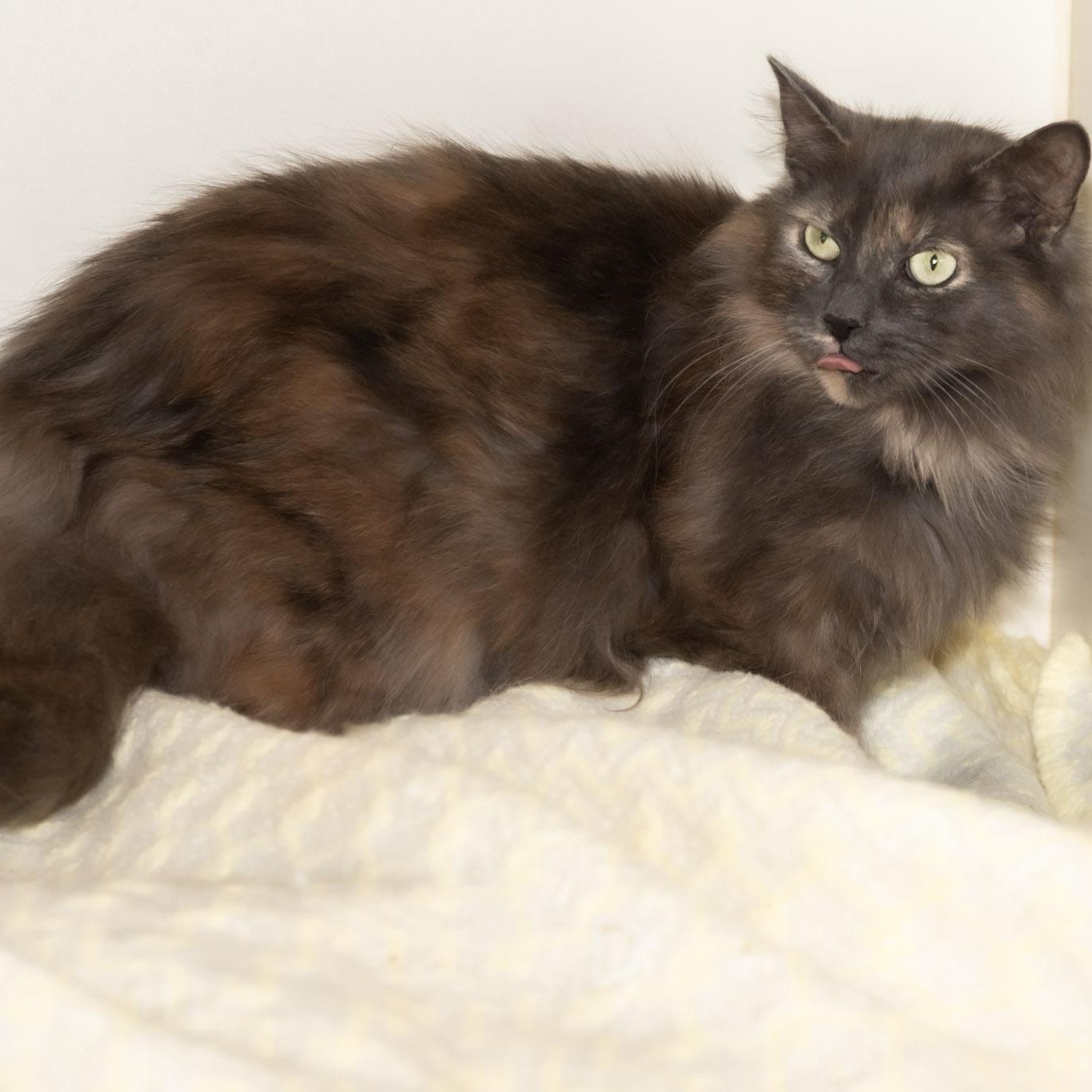 Enlarge Buttercup, a ADOPTABLE Domestic Long Hair in Victor, NY image 4/6
