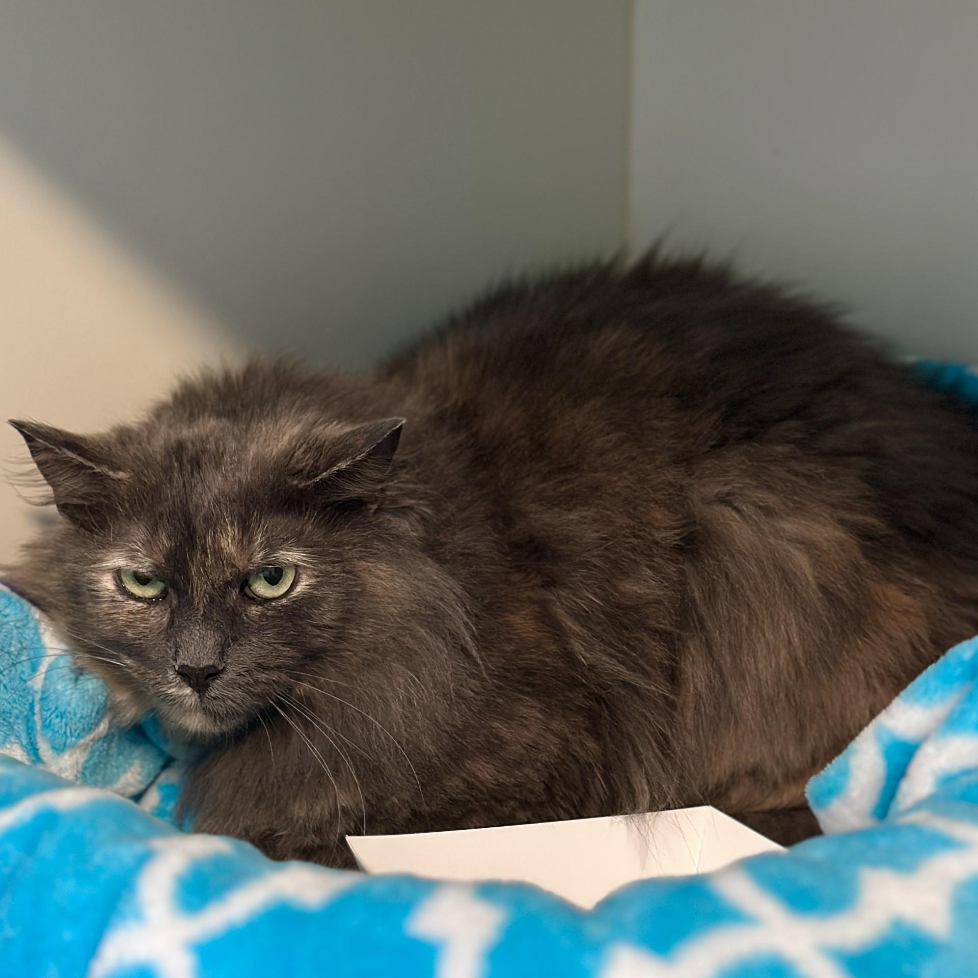 Enlarge Buttercup, a ADOPTABLE Domestic Long Hair in Victor, NY image 2/2