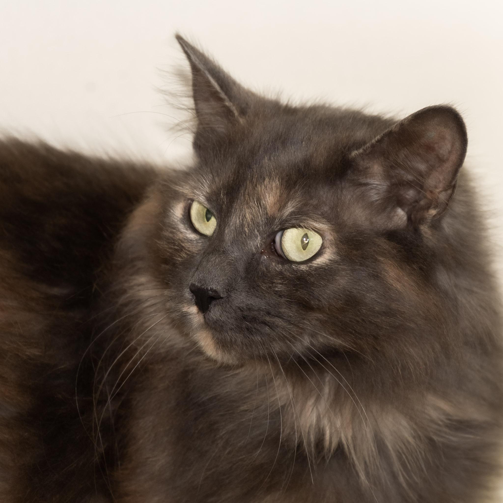 Buttercup, ADOPTABLE, Young Female Domestic Long Hair.