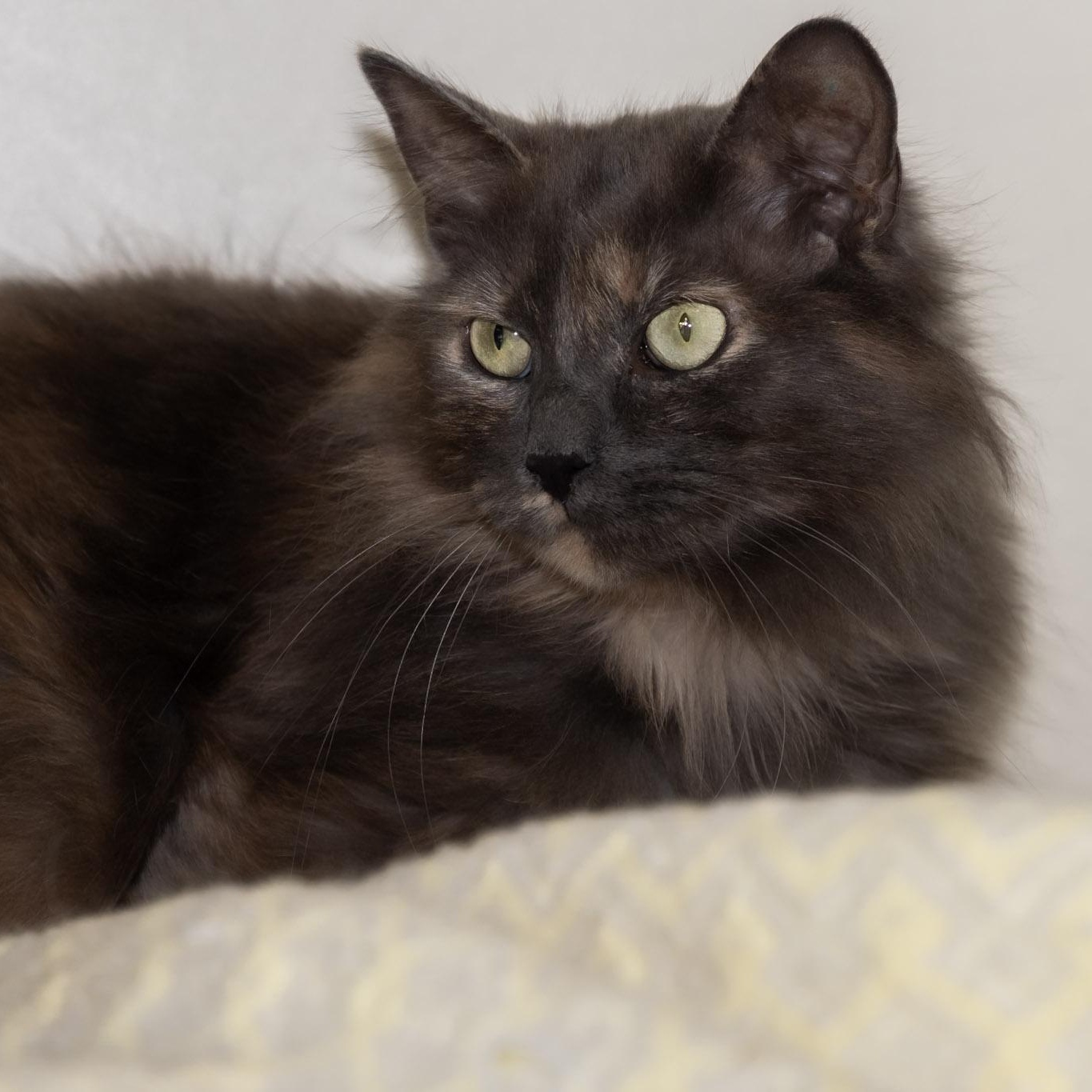 Enlarge Buttercup, a ADOPTABLE Domestic Long Hair in Victor, NY image 6/6