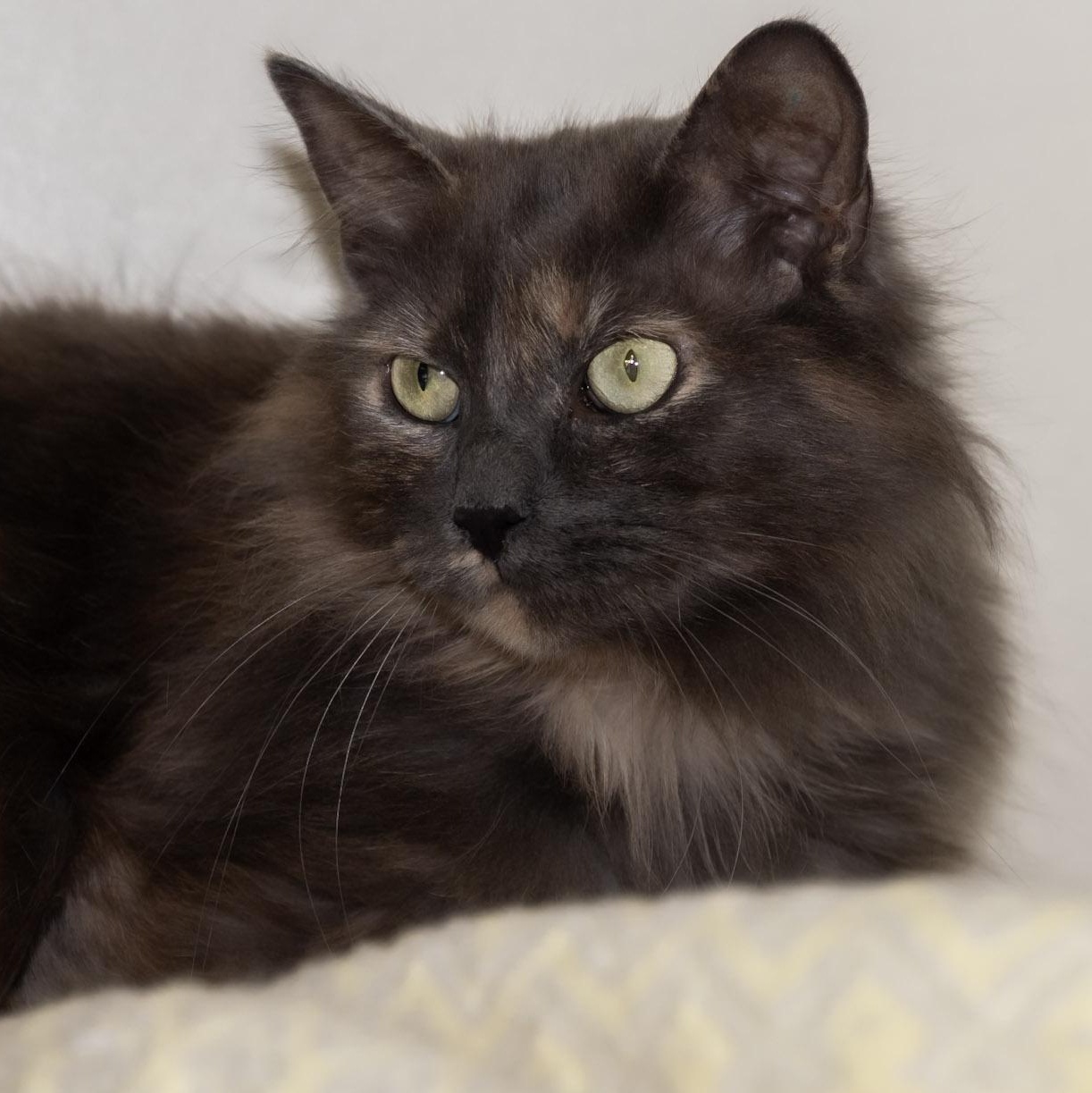 Enlarge Buttercup, a ADOPTABLE Domestic Long Hair in Victor, NY image 5/5