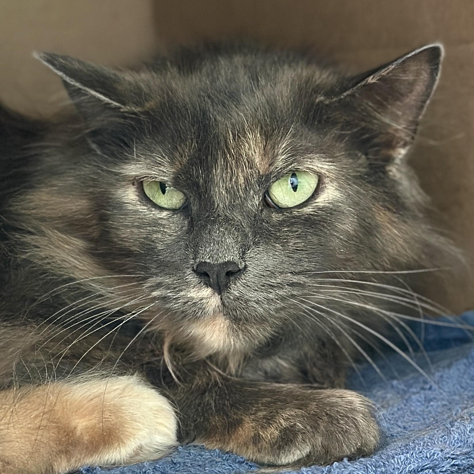 Enlarge Buttercup, a ADOPTABLE Domestic Long Hair in Victor, NY image 1/5