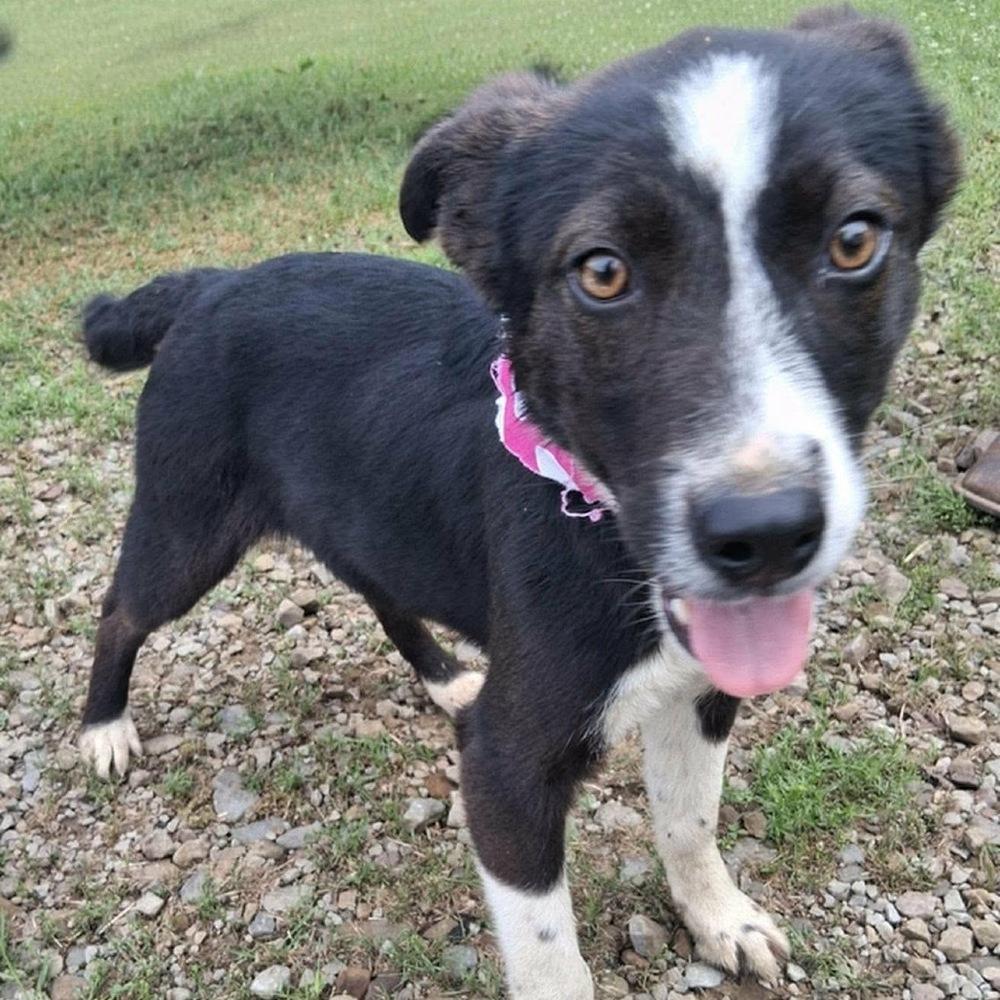 Taffy, Adoptable, Young Female Border Collie.