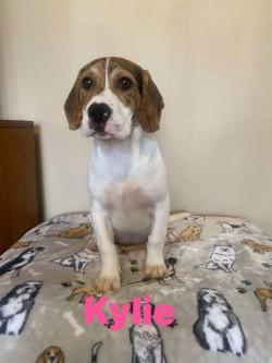 Kylie, Young Female Coonhound