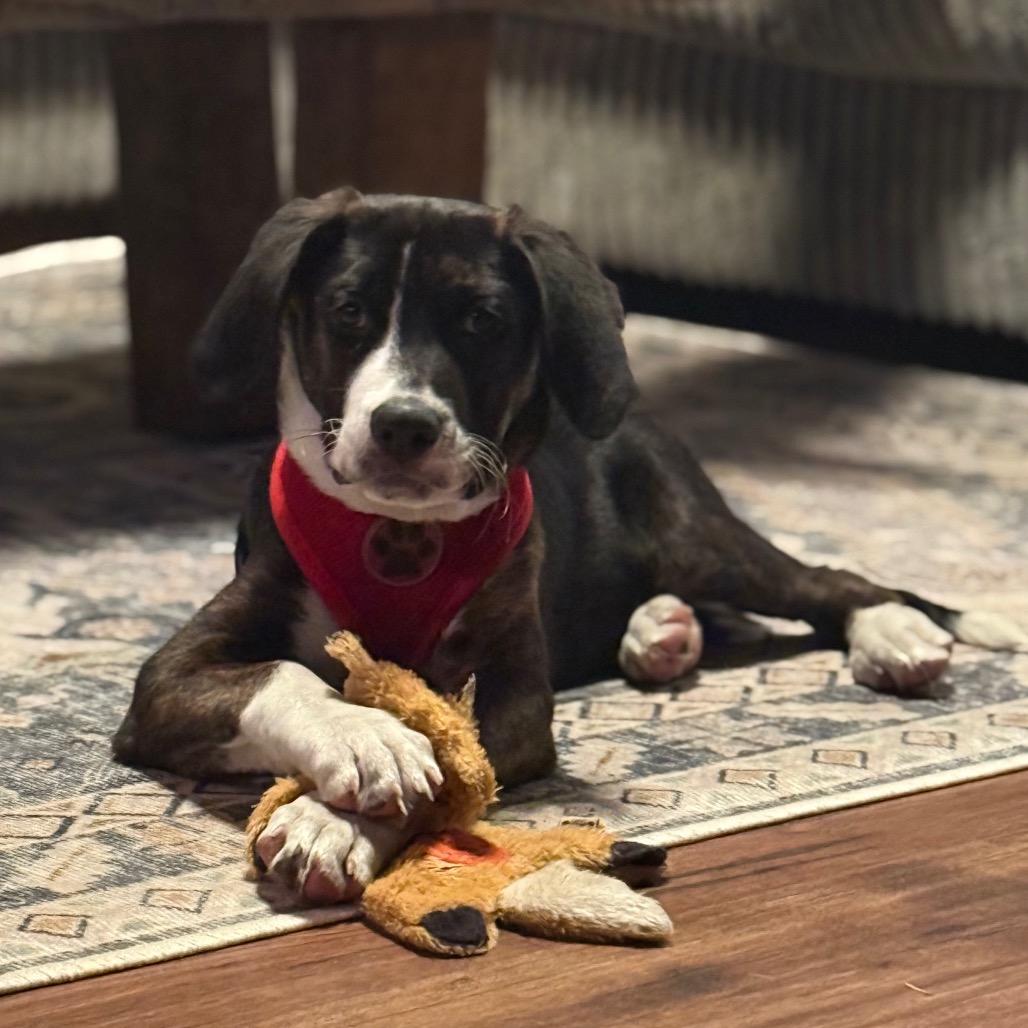 NY Wizard (Foster Yorktown Heights), Adoptable, Puppy Male Labrador Retriever & Hound.