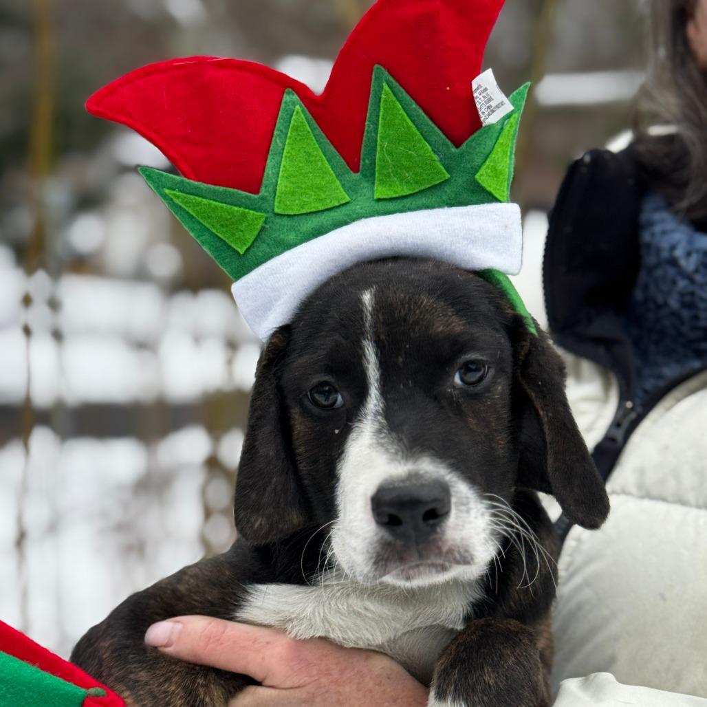 Enlarge NY Wizard (Foster Yorktown Heights), a Adoptable mixed breed in Eastford, CT image 4/6