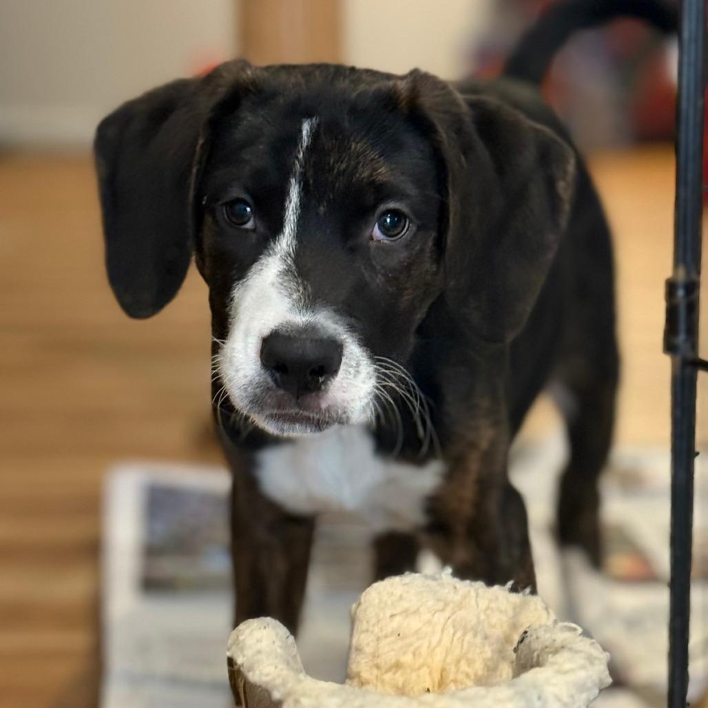 Enlarge NY Wizard (Foster Yorktown Heights), a Adoptable mixed breed in Eastford, CT image 6/6