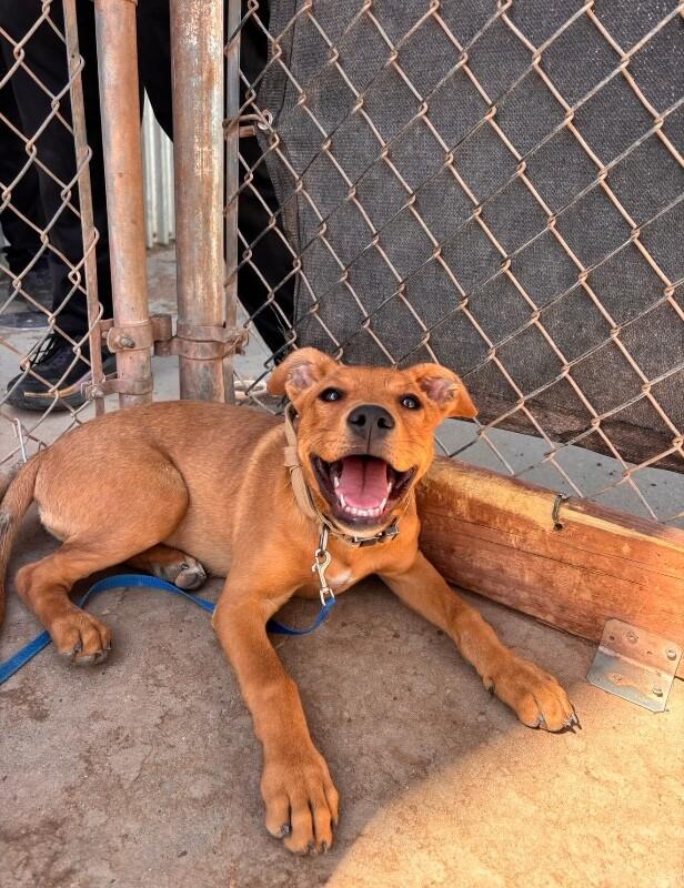Enlarge Gracie, a Adoptable Mixed Breed in Hobbs, NM image 1/6