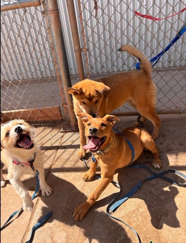 Enlarge Gracie, a Adoptable Mixed Breed in Hobbs, NM image 2/6