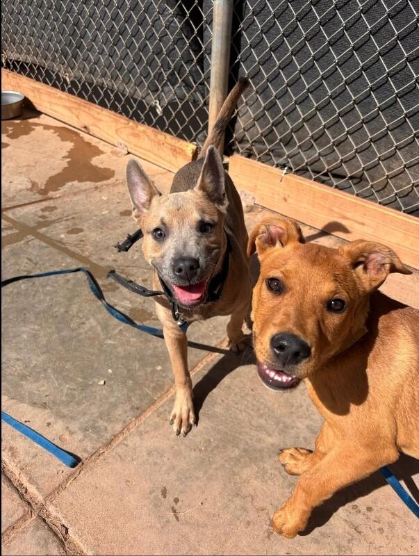 Enlarge Gracie, a Adoptable Mixed Breed in Hobbs, NM image 3/6