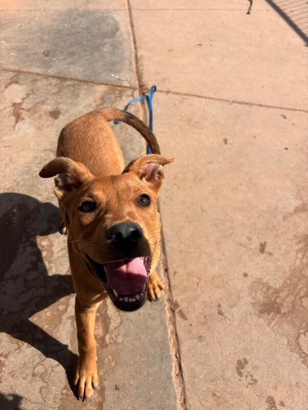 Enlarge Gracie, a Adoptable Mixed Breed in Hobbs, NM image 4/6