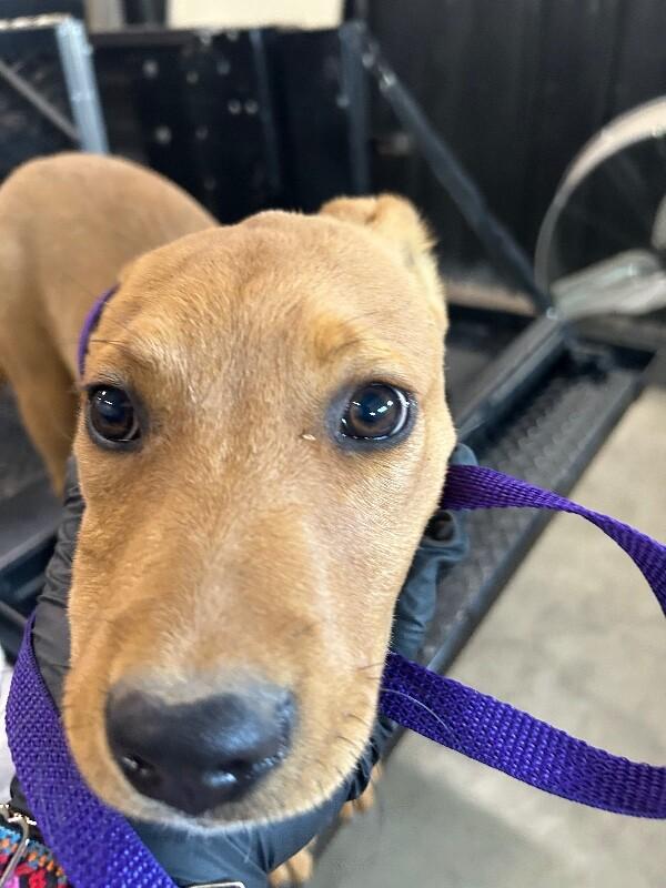 Enlarge Gracie, a Adoptable Mixed Breed in Hobbs, NM image 5/6