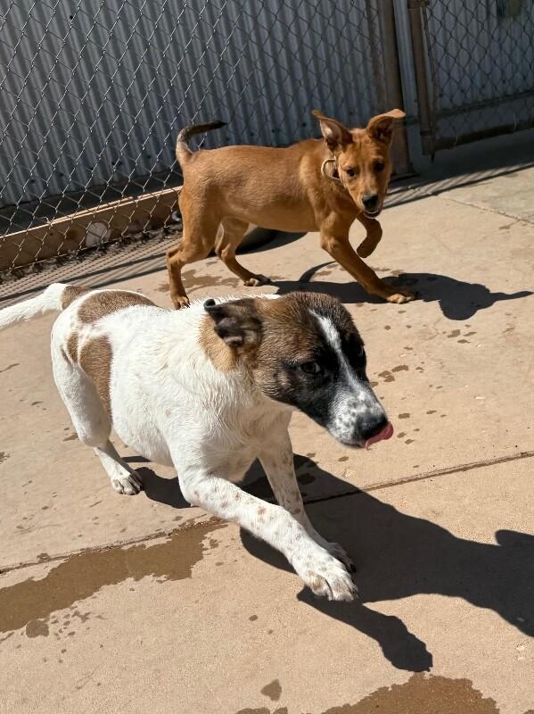 Enlarge Gracie, a Adoptable Mixed Breed in Hobbs, NM image 6/6