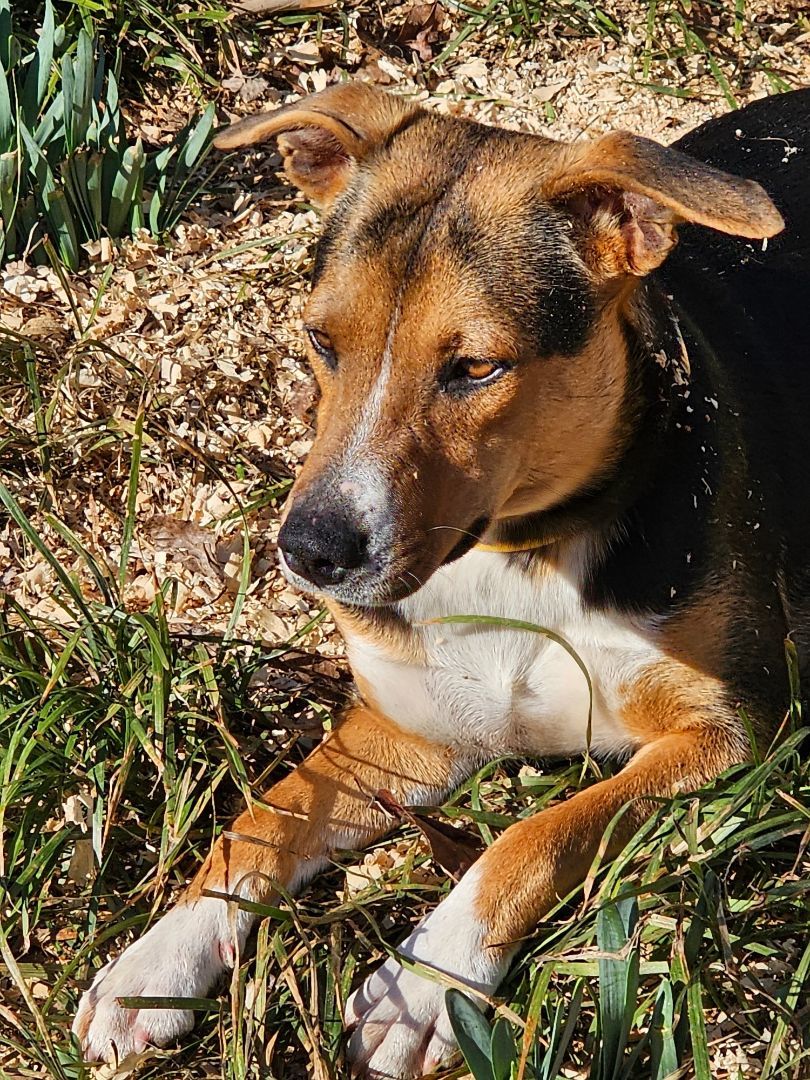 Gina, Adopted, Young Female Hound.