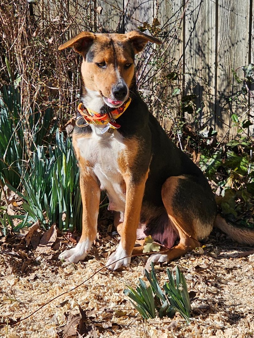 Enlarge Gina, a Adopted Hound in State College, PA image 2/5