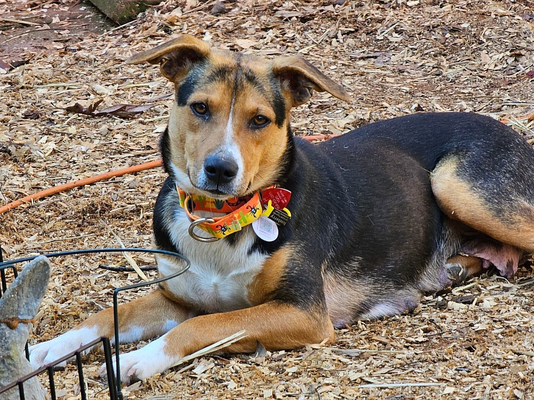 Enlarge Gina, a Adopted Hound in State College, PA image 3/5