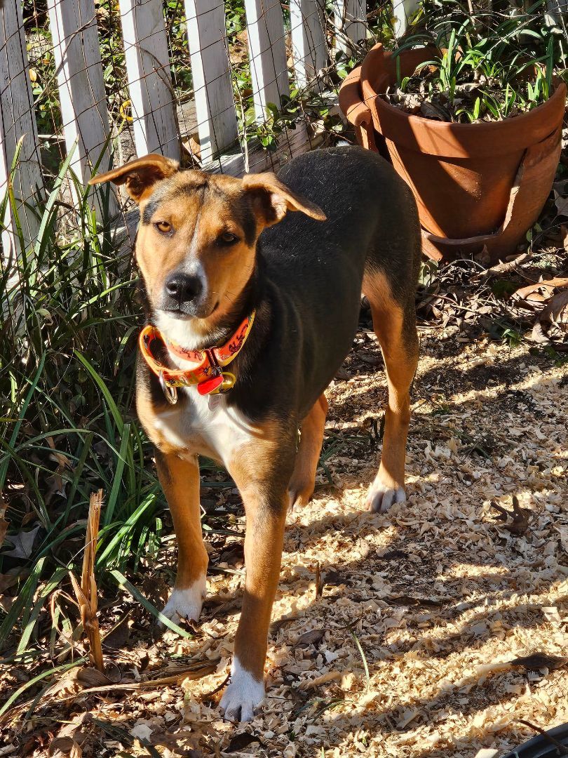 Enlarge Gina, a Adopted Hound in State College, PA image 4/5