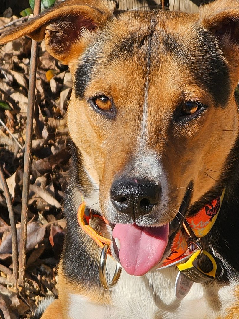 Enlarge Gina, a Adopted Hound in State College, PA image 5/5