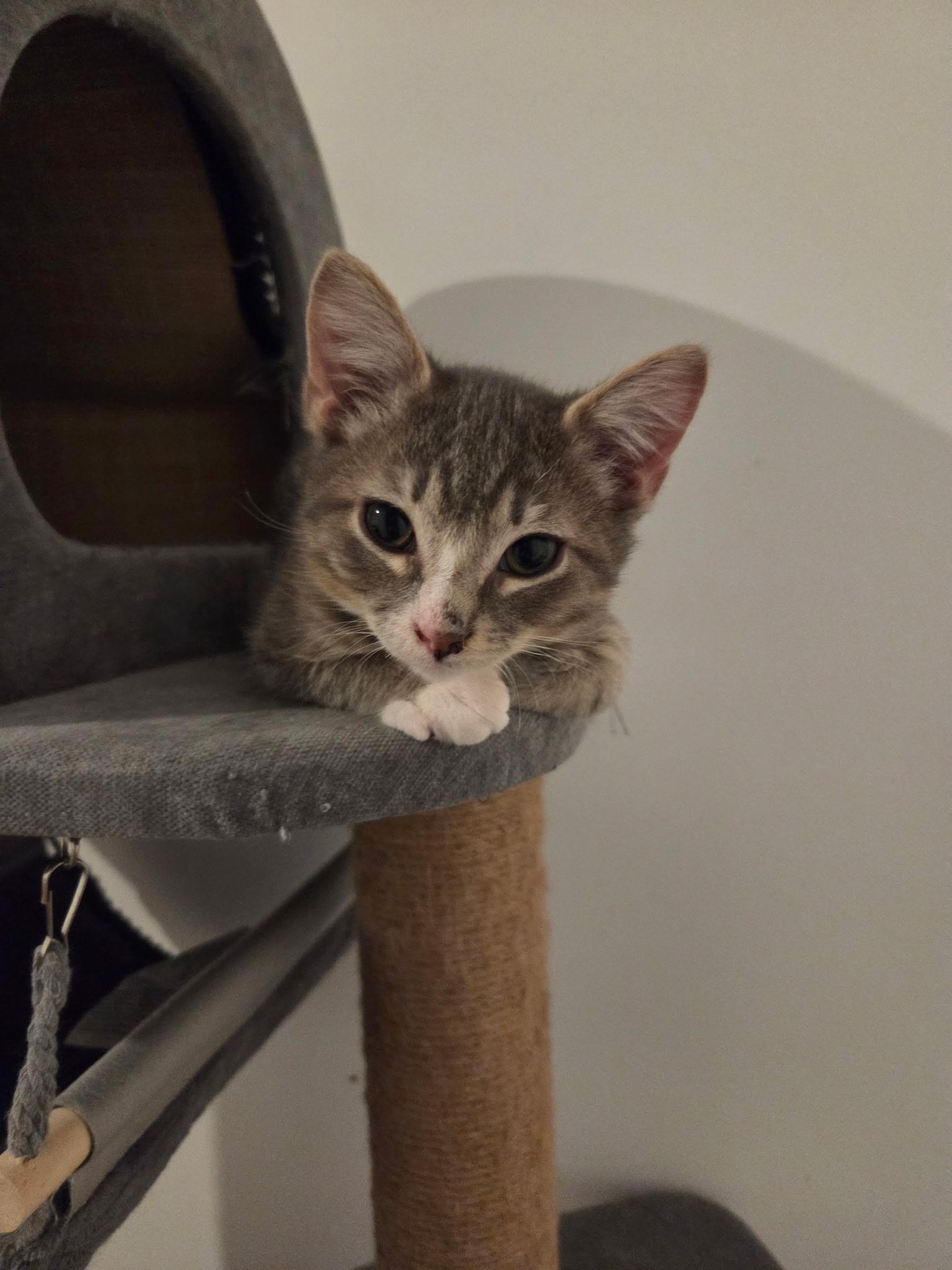 Remy, Adopted, Kitten Male Domestic Short Hair.