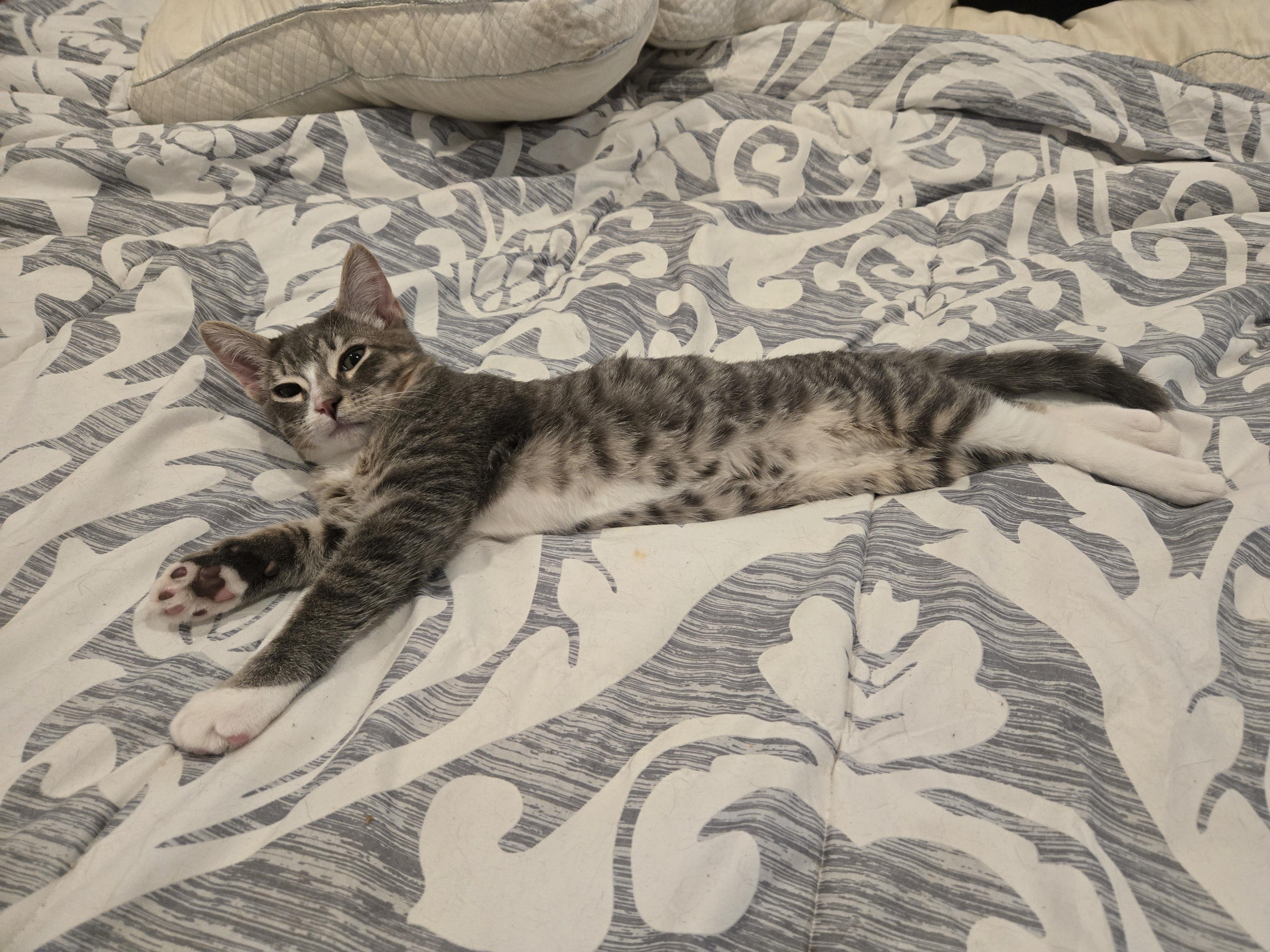 Enlarge Remy, a Adopted Domestic Short Hair in South Amboy, NJ image 4/5