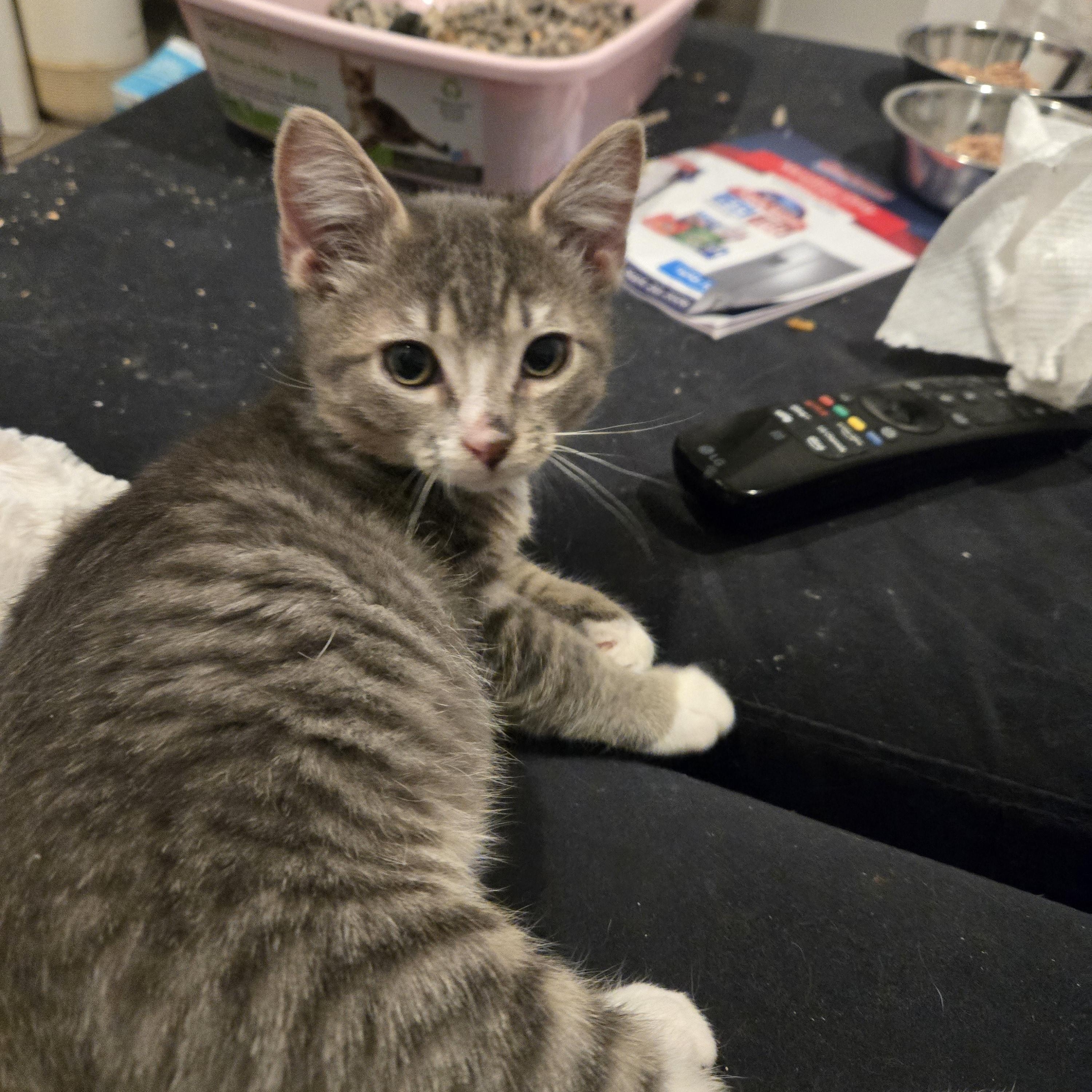 Enlarge Remy, a Adoptable Domestic Short Hair in South Amboy, NJ image 1/2