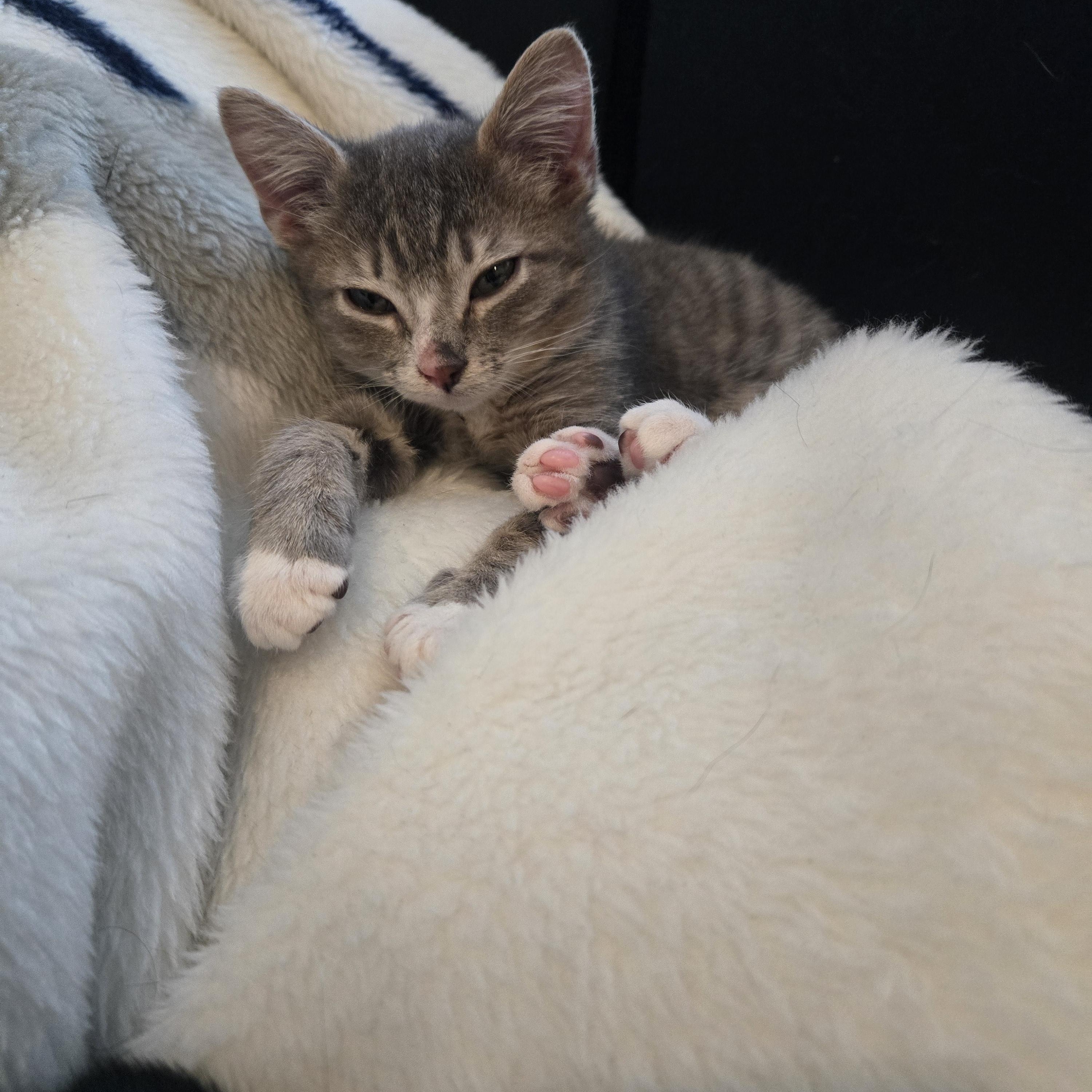 Enlarge Remy, a Adoptable Domestic Short Hair in South Amboy, NJ image 2/2