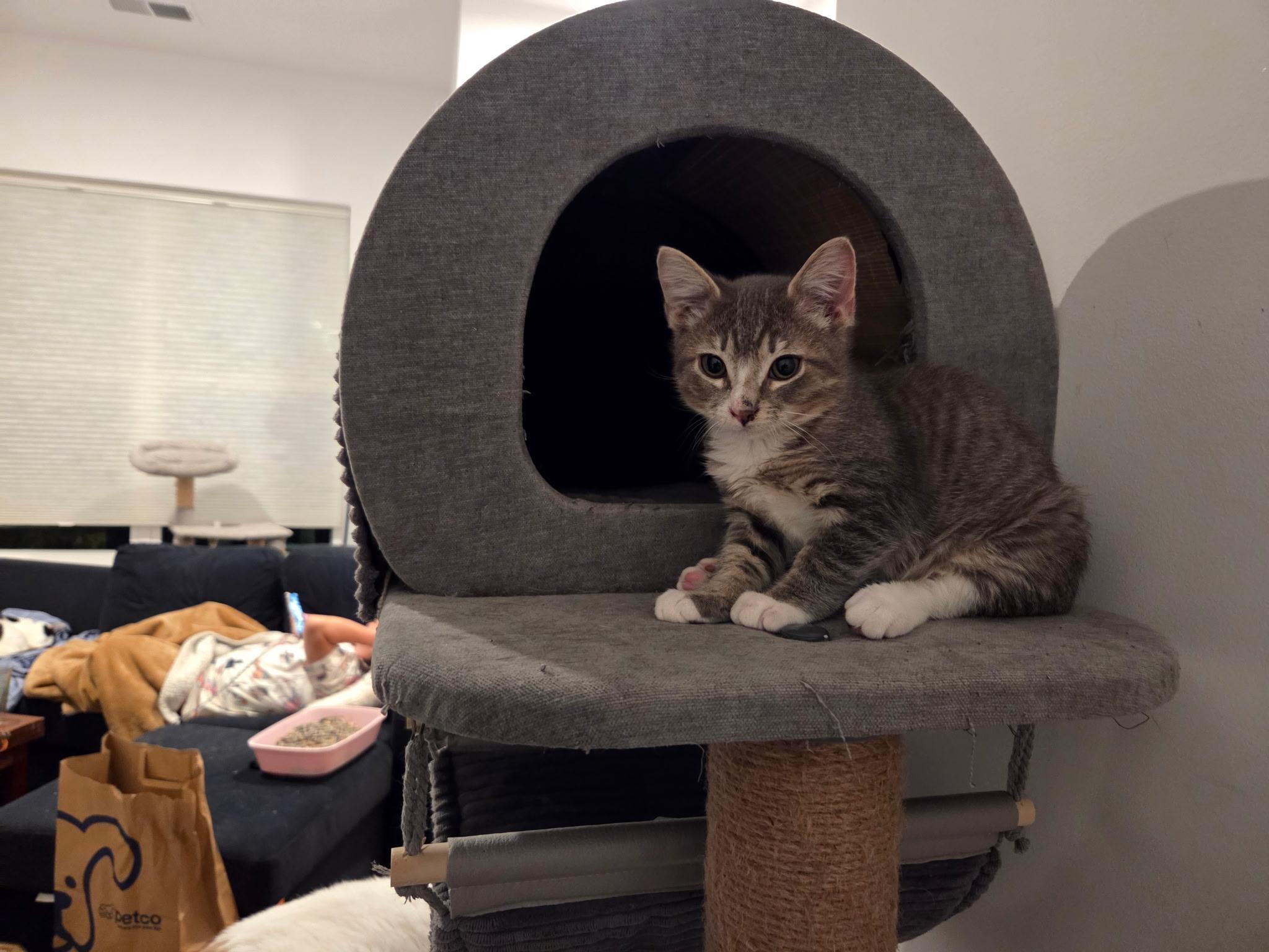 Enlarge Remy, a Adopted Domestic Short Hair in South Amboy, NJ image 5/5