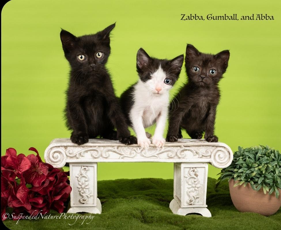 Zabba, Adoptable, Kitten Male Domestic Short Hair.